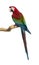 Red-and-green macaw perched on a branch, isolated