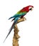 Red-and-green macaw perched on a branch, isolated