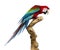 Red-and-green macaw perched on a branch, isolated