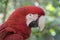 Red-and-green macaw  portrait