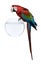 Red-and-green Macaw, standing on fish bowl