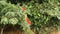 Red-and-green Macaws Ara chloropterus on branch fighting in Manu National Park, Peru, parrots gathering near clay lick