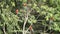 Red-and-green Macaws Ara chloropterus on branch fighting in Manu National Park, Peru, parrots gathering near clay lick