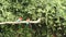 Red-and-green Macaws Ara chloropterus on branch fighting in Manu National Park, Peru, parrots gathering near clay lick