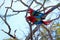 Red And Green Macaws, Ara Chloropterus, Buraco Das Araras, near Bonito, Pantanal, Brazil