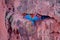 Red And Green Macaws, Ara Chloropterus, Buraco Das Araras, near Bonito, Pantanal, Brazil