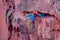 Red And Green Macaws, Ara Chloropterus, Buraco Das Araras, near Bonito, Pantanal, Brazil