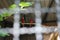 Red-and-green macaws in a birdcage