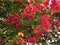 Red and green maple leaves in autumn