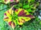 red green miana leaf flower photo