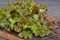 Red and Green Oakleaf lettuce Vegetable salad on cutting board. Summer healthy food. Salad leaf