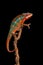 Red and green panther chameleon sitting on a branch on a black background