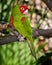 Red and green parrot