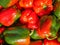 Red-green peppers in the sun. crop of peppers. Agriculture. good harvest