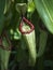 Red and Green Pitcher Plant