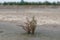 Red or green plants on saline alkali land