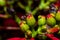 Red and Green Poinsettia plant closeup