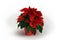 Red and Green Poinsettia plant on White Background