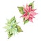 Red and green poinsettia Star of Bethlehem Christmas poinsettia flower watercolor.