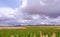 Red green quinoa field plant andean highlands, Bolivia