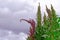 Red green quinoa field plant andean highlands, Bolivia