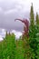 Red green quinoa field plant andean highlands, Bolivia