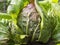 Red and Green Radicchio in a Home Garden