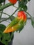 Red, green, and red datil pepper ripening on the plant