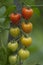 Red and green ripening edible tomatoes fruits hanging on tomato plant, tasty and healthy lifestyle ingredient for cooking