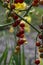 Red and green ripening edible tomatoes fruits hanging on tomato plant, tasty and healthy lifestyle ingredient for cooking