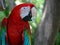 Red and Green South American Parrot Profile