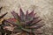 Red and green spiny Aloe brevifolia