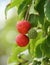 Red and green tiny fruits of Japanese Flowering Dogwood tree, with scientific name Cornus Kousa