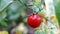 Red green tomatoes on a branch in a greenhouse. fresh cherry growing on a farm. Organic harvest, farming, agriculture. Close up