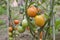 Red and green tomatoes grow on twigs