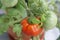 Red and green tomatoes growing in the tomato plant