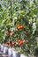 Red green tomatoes hang on tree growing in greenhouses vegetable farm garden indoor background