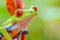 Red and Green tree frog looking right in jungle