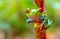 Red and Green tree frog looks directly at camera