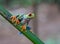 Red and green tree frog poses right showing his bright green feet