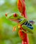 Red and green tree frog sits on red flower looking left