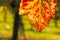 Red and green vine leaf in autumn coloring