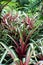 Red, Green, White and Pink Varigated Bromeliad Plants