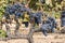 Red grenache grapes ready to be harvested at Priorat wine making