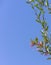 Red grevillea flower against clear sky