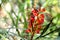 Red Grevillea Flower in My Garden