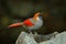 Red and grey songbird Red-tailed Laughingthrush, Garrulax milnei, sitting on the rock with dark background, China