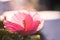 Red Grit and Slat Beautiful Bright colorful Pink Flower in the daylight texture Pattern Close Up