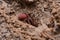 Red ground dwelling spider, Stenochilidae, Satar