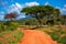 Red ground road, bush with savanna. Tsavo West, Kenya, Africa